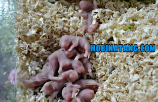 Cara Merawat Bayi Hamster Yang Baru Lahir