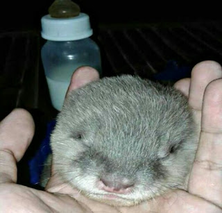 Cara Merawat Bayi Otter