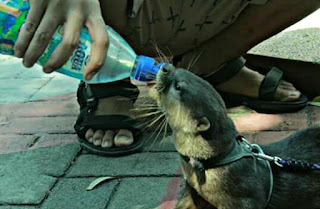 Cara Merawat Otter