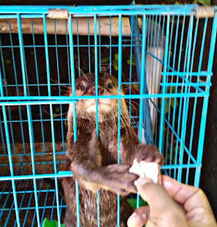 Cara Merawat Otter