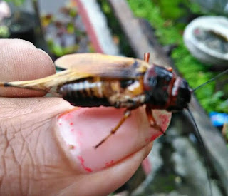 Makanan Burung Lovebird Jangkrik