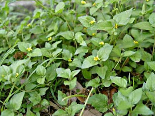 Makanan kelinci kecil rumput