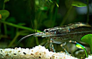 Algae Eater untuk Aquascape Udang Amano