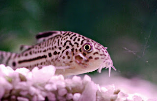 Algae Eater untuk Aquascape Ikan Corydoras