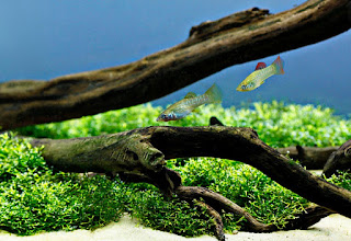 Algae Eater untuk Aquascape Ikan Molly