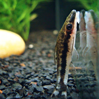 Ikan Otocinclus Algae Eater untuk Aquascape