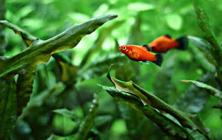 Algae Eater untuk Aquascape Ikan Platy