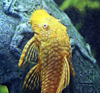Ikan Plecostomus Algae Eater untuk Aquascape