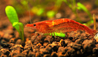 Algae Eater untuk Aquascape Udang Red Cherry