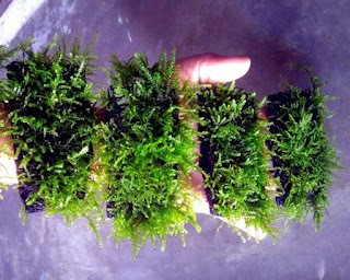 Cara Membuat Karpet Moss Aquascape
