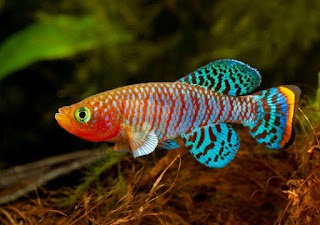 Jenis Ikan Aquascape Terindah