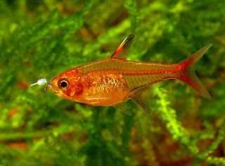 Jenis  Ikan Aquascape Terindah Amandae