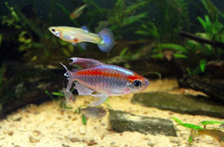 Ikan Aquascape Terindah Congo Tetra