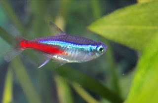 Ikan Aquascape Terindah Nenon Tetra