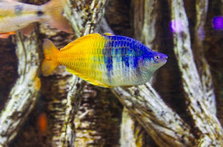 Ikan Aquascape Rainbow Boesemani