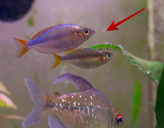 Ikan Aquascape Terindah Rainbow Peacoock