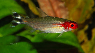 Ikan Aquascape Terindah Red  Nose
