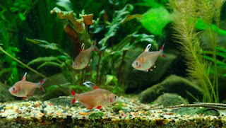 Ikan Aquascape Terindah Rossy Tetra