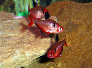 Ikan Aquascape Terindah Serpae