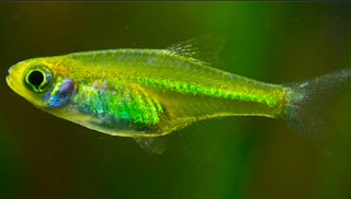 Ikan Aquascape Terindah