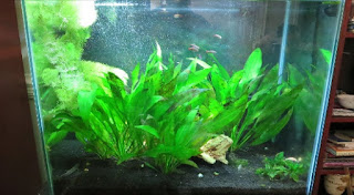 Jenis Tanaman Aquascape Tanpa CO2