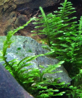 Jenis Tanaman Aquascape Tanpa CO2