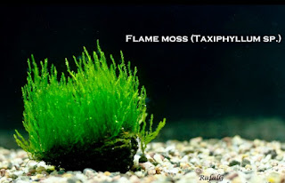 Jenis Tanaman Aquascape Tanpa CO2