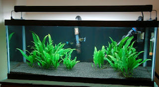 Jenis Tanaman Aquascape Tanpa CO2