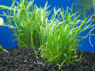 Jenis Tanaman Aquascape Tanpa CO2