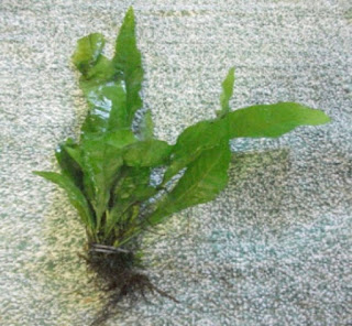 Tanaman Akuarium Java Fern