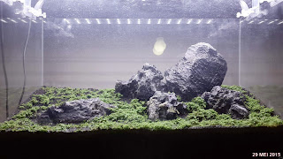 menanam moss aquascape sistem dsm