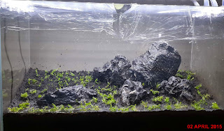 menanam moss aquascape sistem dsm