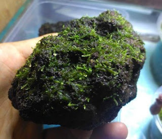 panduan menanam moss aquascape dengan sistem kering