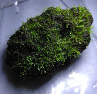 panduan menanam moss aquascape dengan sistem kering