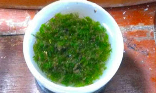 menanam moss aquascape sistem dsm