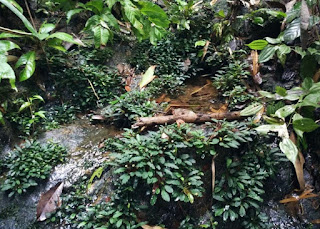 Mencari Tanaman Aquascape di Sungai atau di Alam Liar