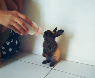 susu formula untuk anak kelinci