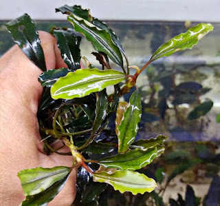 Tanaman Akuarium Bucephalandra Sp