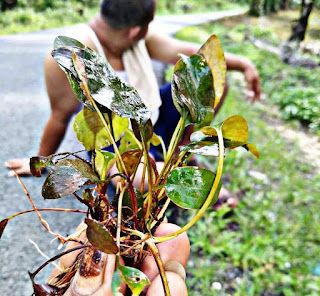 Tanaman Akuarium Cryptocoryne Pontederifollia