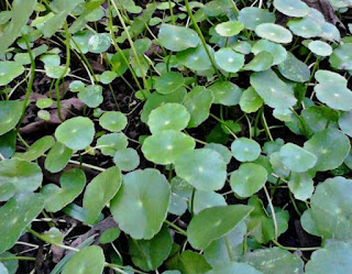 Tanaman Akuarium Hydrocotyle Sp