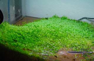 Jenis Tanaman Karpet Aquascape