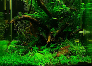 Jenis Tanaman Karpet Aquascape Christmas Moss