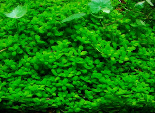 Jenis Tanaman Karpet Aquascape Cuba