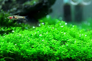 Jenis Tanaman Karpet Aquascape Hemianthus Callitrichoides