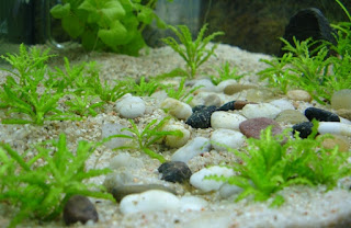 Jenis Tanaman Karpet Aquascape Pogostemon Helferi