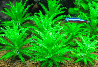Jenis Tanaman Karpet Aquascape Pogostemon Helferi