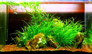 Jenis Tanaman Karpet Aquascape Pygmy Chanin Sword