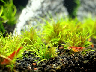 Jenis Tanaman Karpet Aquascape Hairgrass Dwarf