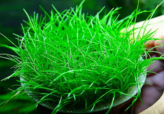 Jenis Tanaman Karpet Aquascape Hairgrass Japan