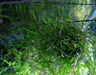 Jenis Tanaman Karpet Aquascape Java Moss